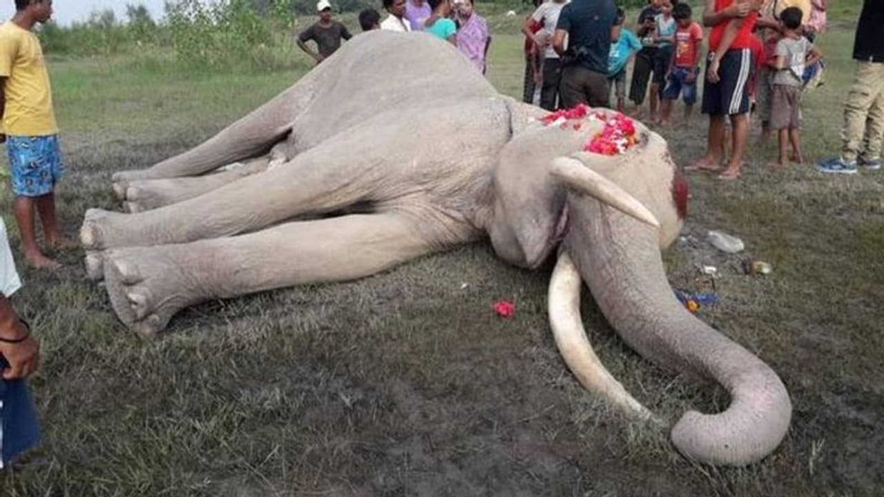 ആന ചരിഞ്ഞു: ദു:ഖം സഹിക്കാനാവാതെ ഗ്രാമവാസികൾ ആന ചരിഞ്ഞു: ദു:ഖം സഹിക്കാനാവാതെ ഗ്രാമവാസികൾ