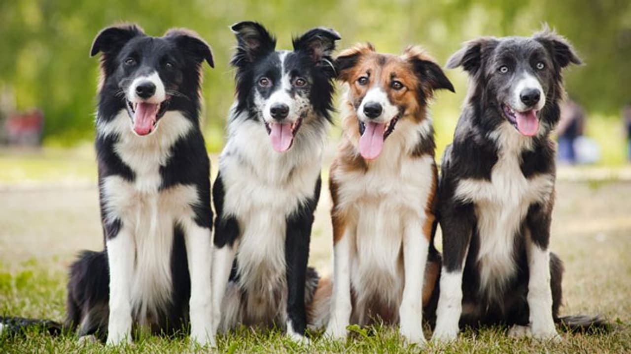 തന്റെ നേരെ കുരച്ച 18 വളർത്തുനായ്ക്കളെ മീൻ കച്ചവടക്കാരൻ വിഷം കൊടുത്ത് കൊന്നു തന്റെ നേരെ കുരച്ച 18 വളർത്തുനായ്ക്കളെ മീൻ കച്ചവടക്കാരൻ വിഷം കൊടുത്ത് കൊന്നു