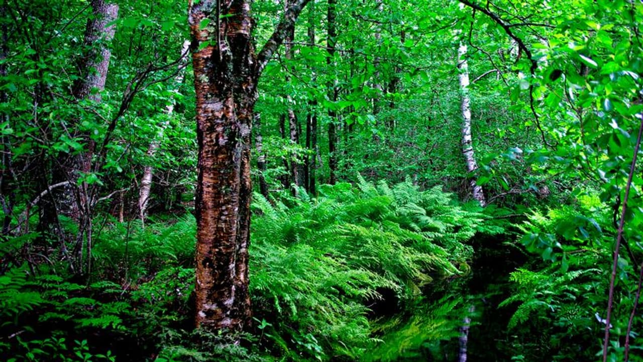 ഈ നാട്ടിൽ ഡിഗ്രി കിട്ടണമെങ്കിൽ പത്ത് മരം നടണം !
