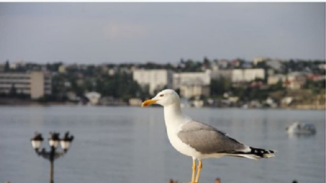 বদল ঘটছে আবহাওয়ার, সমস্যার মুখে পরিযায়ী থেকে স্থানীয় পাখী, মিমি র টুইটে জনসচেতনতা বদল ঘটছে আবহাওয়ার, সমস্যার মুখে পরিযায়ী থেকে স্থানীয় পাখী, মিমি র টুইটে জনসচেতনতা