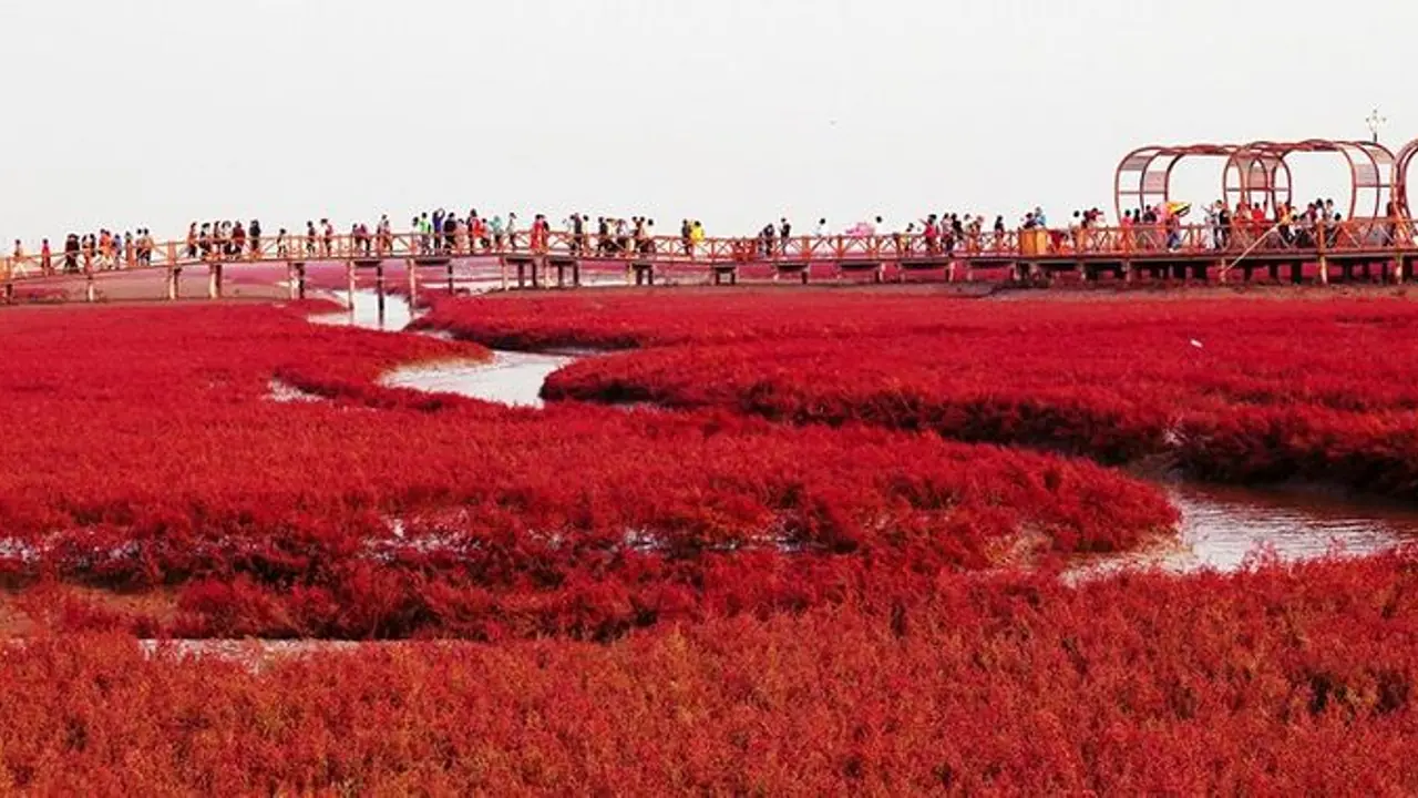 ನೋಡಿದಷ್ಟು ಚೆಂದ ಅಂದ ಈ ಕೆಂಪು ಸಮುದ್ರ... ಎಲ್ಲಿದೆ ಗೊತ್ತಾ?