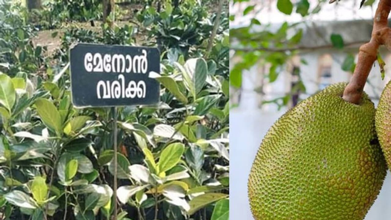 'ചുഞ്ചു നായർ'ക്ക് ശേഷം, 'മേനോൻ വരിക്ക'യെ ഏറ്റെടുത്ത് സോഷ്യൽ മീഡിയ