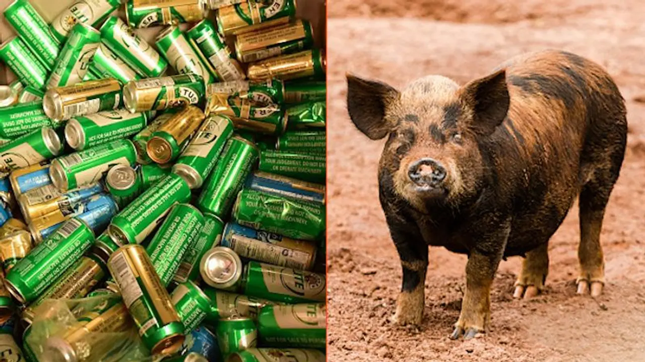 Pig steals beer cans; gets drunk, fights with cow (Video) Pig steals beer cans; gets drunk, fights with cow (Video)