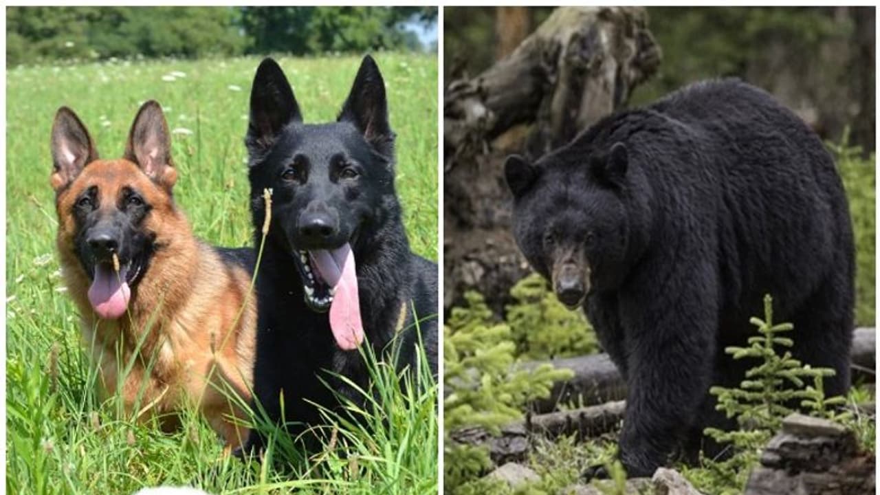 കൃഷിയിടത്തില് വച്ച് യജമാനനെ ആക്രമിച്ച കരടിയെ വളര്ത്തുനായ്ക്കള് കടിച്ചോടിച്ചു കൃഷിയിടത്തില് വച്ച് യജമാനനെ ആക്രമിച്ച കരടിയെ വളര്ത്തുനായ്ക്കള് കടിച്ചോടിച്ചു