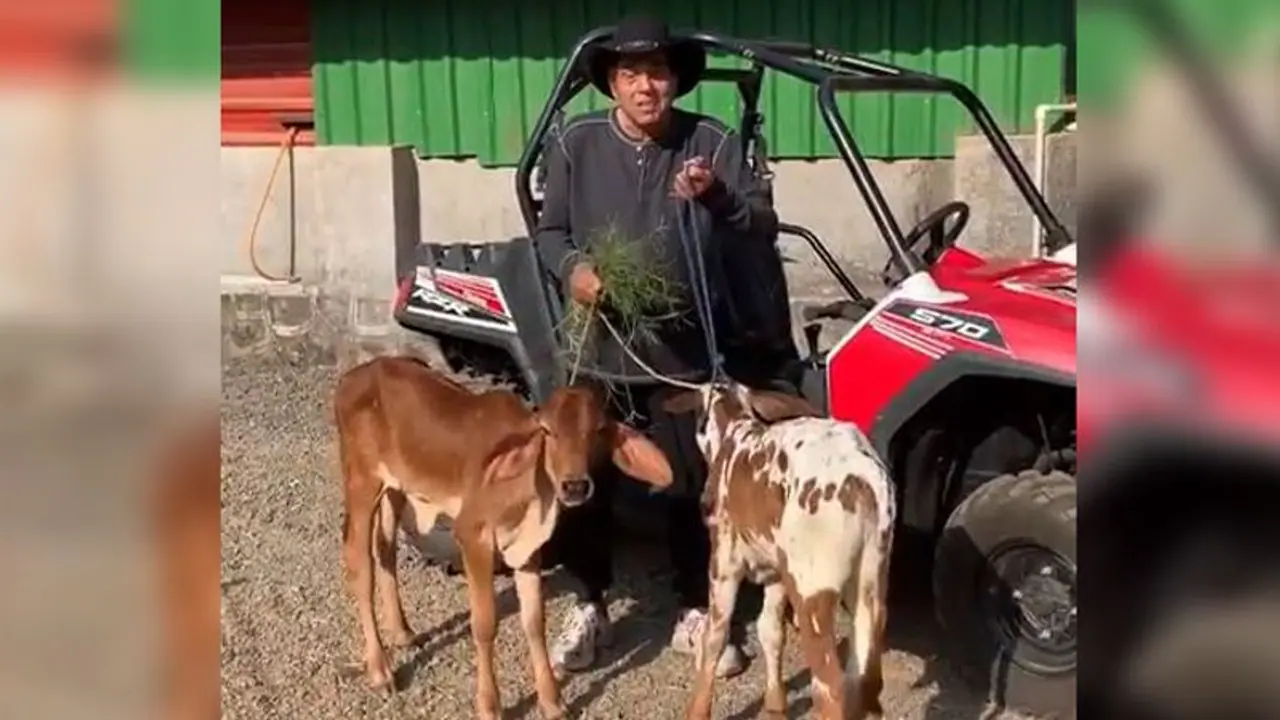 धर्मेंद्र के तबेले में आई दो छोटी मेहमान, फैंस से करवाई मुलाकात (VIDEO)