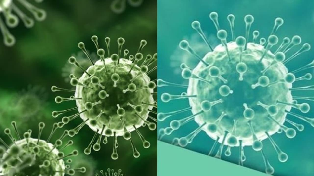 വീണ്ടും നിപ; മനുഷ്യരിലേക്ക് വൈറസ് ബാധിക്കുന്നത് എങ്ങനെ? വീണ്ടും നിപ; മനുഷ്യരിലേക്ക് വൈറസ് ബാധിക്കുന്നത് എങ്ങനെ?