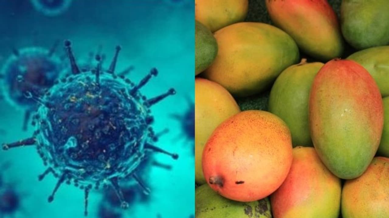 നിപ; ശരിക്കും പഴങ്ങള് കഴിക്കുന്നത് ഒഴിവാക്കേണ്ടതുണ്ടോ? നിപ; ശരിക്കും പഴങ്ങള് കഴിക്കുന്നത് ഒഴിവാക്കേണ്ടതുണ്ടോ?