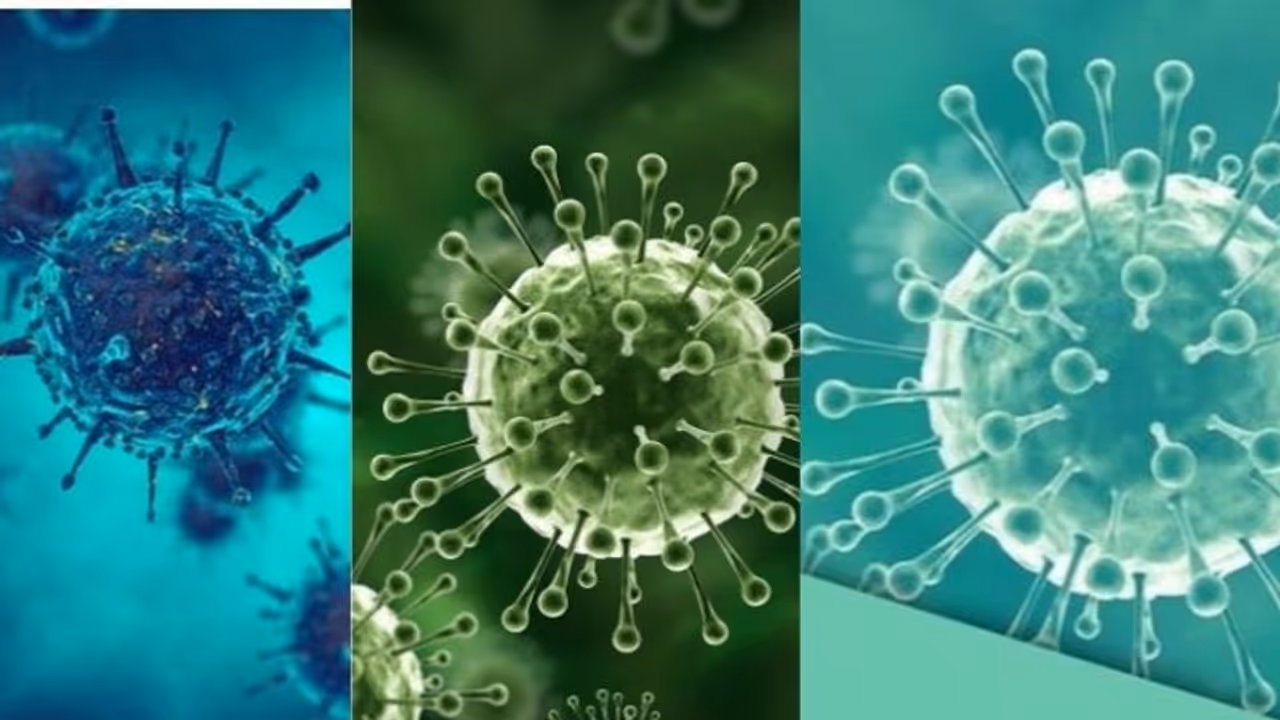 നിപ: സാഹചര്യങ്ങള് പൂർണമായും നിയന്ത്രണവിധേയമായെന്ന് എറണാകുളം ജില്ലാ കളക്ടർ നിപ: സാഹചര്യങ്ങള് പൂർണമായും നിയന്ത്രണവിധേയമായെന്ന് എറണാകുളം ജില്ലാ കളക്ടർ