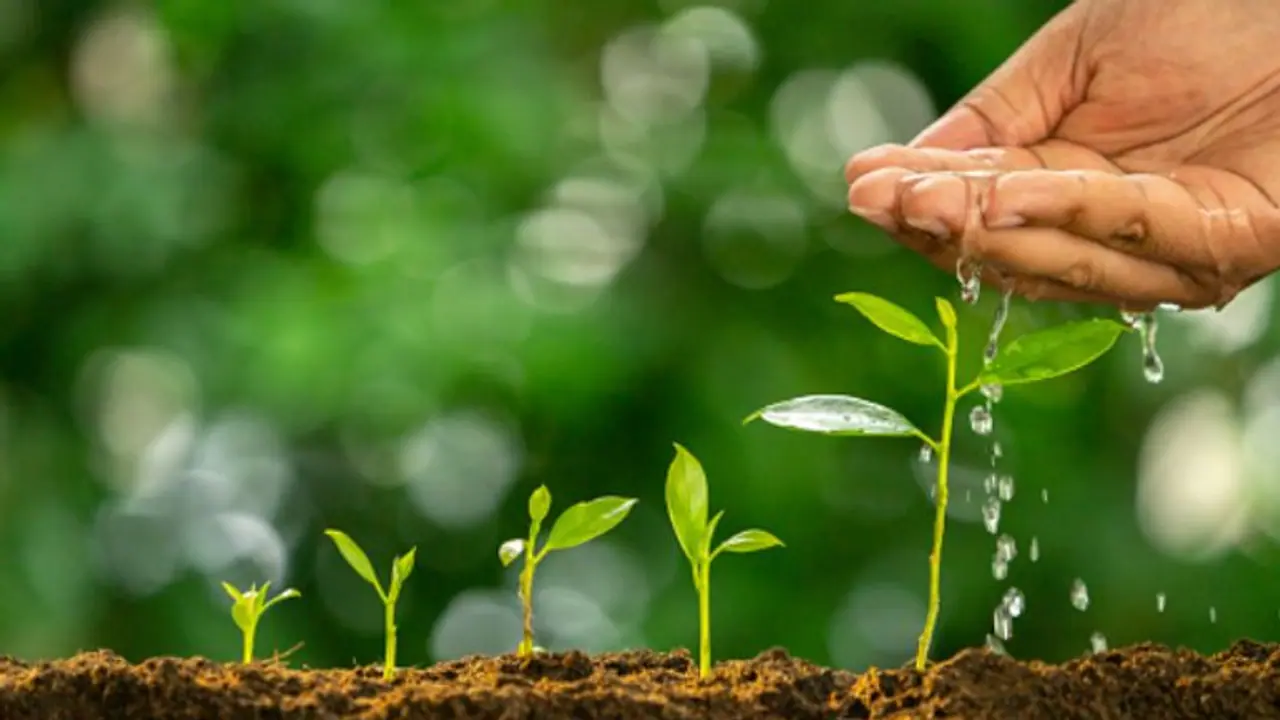 বন্দুকের লাইসেন্স পেতে গাছের সঙ্গে তুলতে হবে সেলফি বন্দুকের লাইসেন্স পেতে গাছের সঙ্গে তুলতে হবে সেলফি