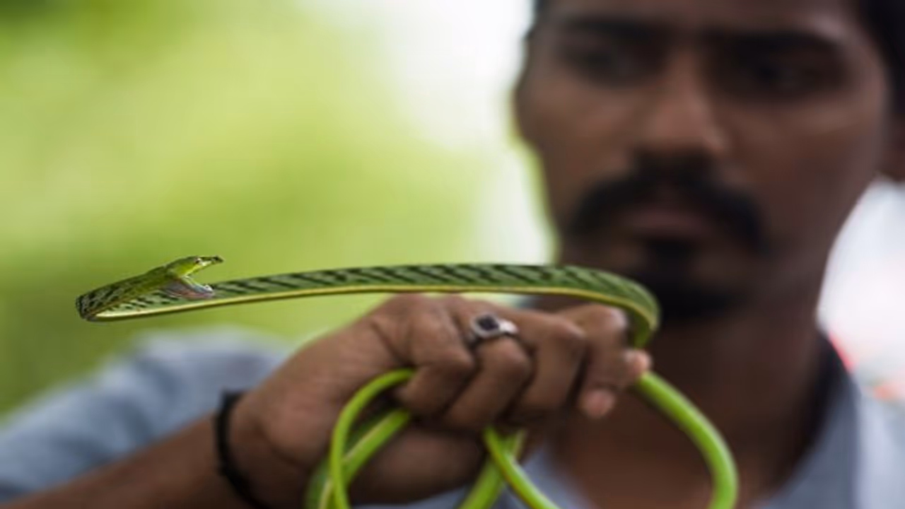 ১০০ বছর পার, দেখা মিলল হারিয়ে যাওয়া লাউডগা সাপের ১০০ বছর পার, দেখা মিলল হারিয়ে যাওয়া লাউডগা সাপের