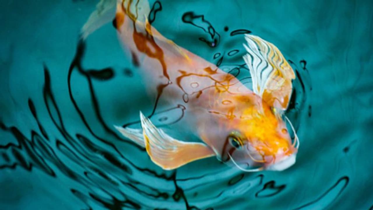 অভিনব উপায়ে বাড়ির ছাদে মাছ চাষ করে খবরের শিরোনামে এই বিজ্ঞানী অভিনব উপায়ে বাড়ির ছাদে মাছ চাষ করে খবরের শিরোনামে এই বিজ্ঞানী