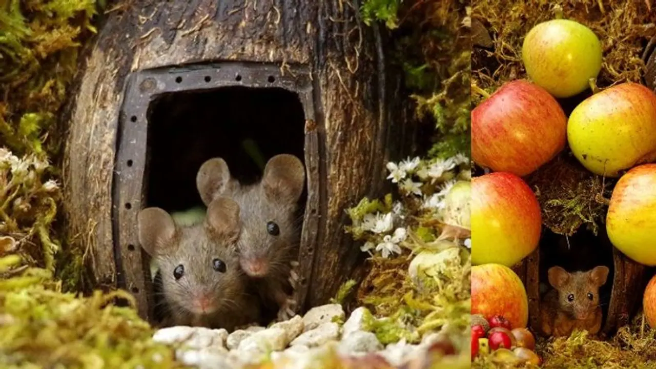 ഇതാ ചിത്രകഥയിലെ പോലെ ഒരു ഗ്രാമം; അവിടെ താമസിക്കുന്നതോ എലികളും! ഇതാ ചിത്രകഥയിലെ പോലെ ഒരു ഗ്രാമം; അവിടെ താമസിക്കുന്നതോ എലികളും!