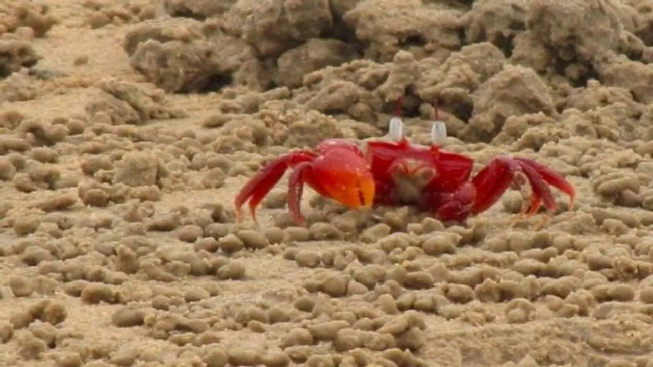 দিঘার পার্টিতে বর্ষবরণ, স্পেশ্যাল প্যাকেজে ডিজে ডিনার ট্রিপ