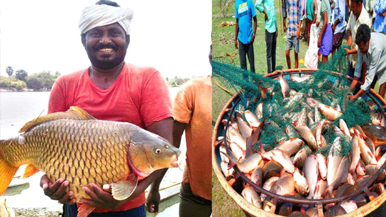 చేపల ఉత్పత్తిలో మరో మైలురాయి.. కేటీఆర్ ప్రశంసలు చేపల ఉత్పత్తిలో మరో మైలురాయి.. కేటీఆర్ ప్రశంసలు