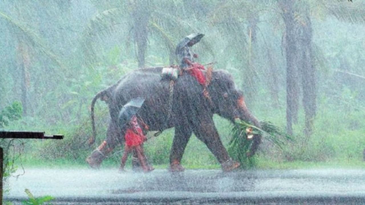 13 ജില്ലകളില്‍ യെല്ലോ അലര്‍ട്ട്: തുലാമഴ തുടരുമെന്ന് കാലാവസ്ഥാ നിരീക്ഷണകേന്ദ്രം