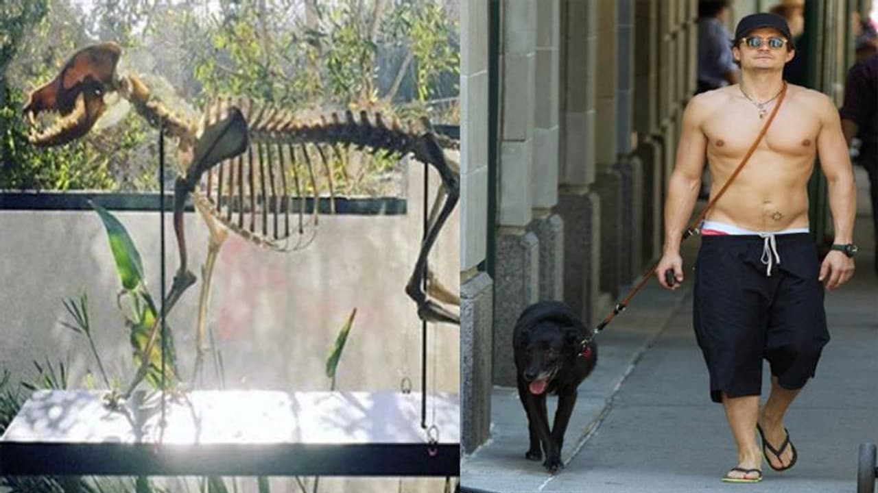 కుక్క అస్థిపంజరాన్ని ఇంట్లో పెట్టుకున్న నటుడు.. ఏం జరిగిందంటే! కుక్క అస్థిపంజరాన్ని ఇంట్లో పెట్టుకున్న నటుడు.. ఏం జరిగిందంటే!