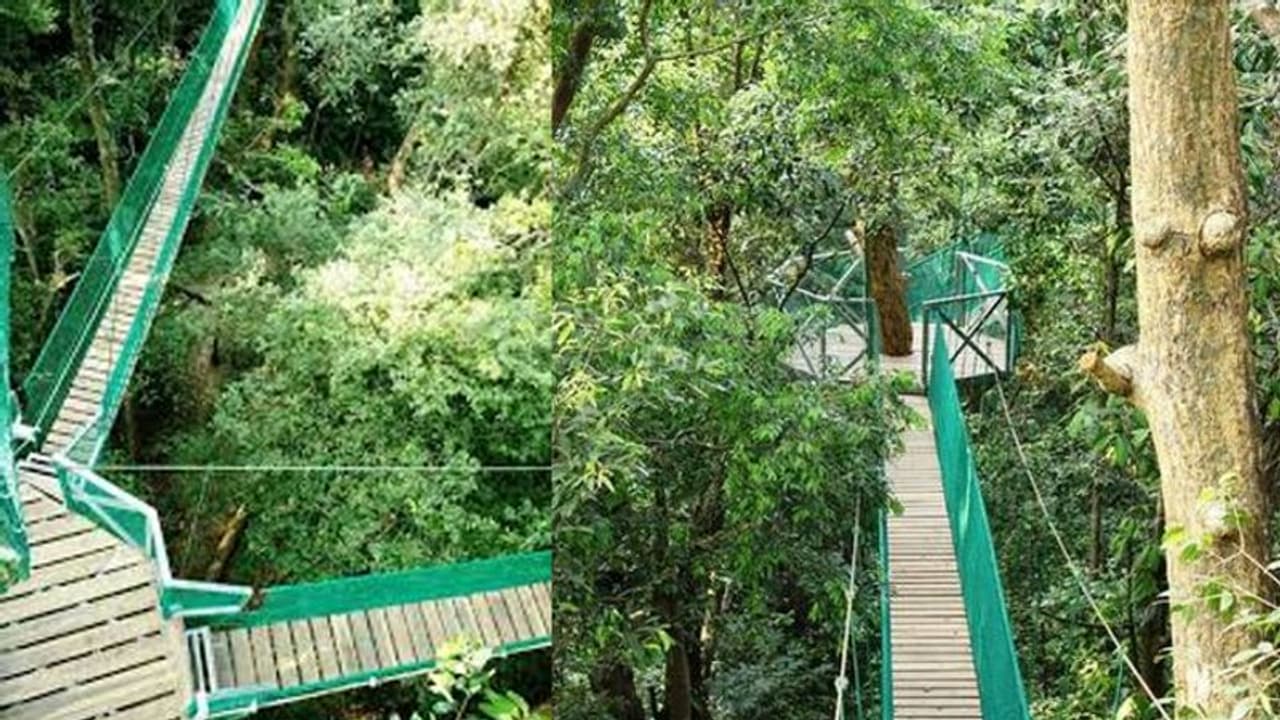 ಉದ್ಘಾಟನೆ ಆದರೂ ಪ್ರವಾಸಿಗರ ಉಪಯೋಗಕ್ಕಿಲ್ಲ ‘ಕೆನೋಪಿ ವಾಕ್’! ಉದ್ಘಾಟನೆ ಆದರೂ ಪ್ರವಾಸಿಗರ ಉಪಯೋಗಕ್ಕಿಲ್ಲ ‘ಕೆನೋಪಿ ವಾಕ್’!