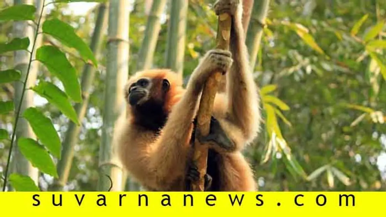 ಅಳಿವಿನಂಚಿನಲ್ಲಿರುವ ಗಿಬ್ಬನ್‌ಗೆ ವಾಸಸ್ಥಾನ ಉಡುಗೊರೆ ನೀಡುತ್ತಿರುವ ಮೇಘ