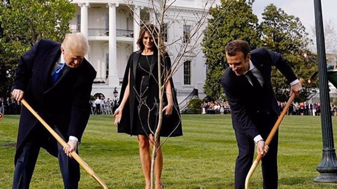 ട്രംപും മാക്രോണും ചേര്ന്ന് ഒരുവര്ഷം മുന്പ് നട്ട ആ ഓക്കുമരം,അതിപ്പോള് ഇങ്ങനെയാണ്! ട്രംപും മാക്രോണും ചേര്ന്ന് ഒരുവര്ഷം മുന്പ് നട്ട ആ ഓക്കുമരം,അതിപ്പോള് ഇങ്ങനെയാണ്!