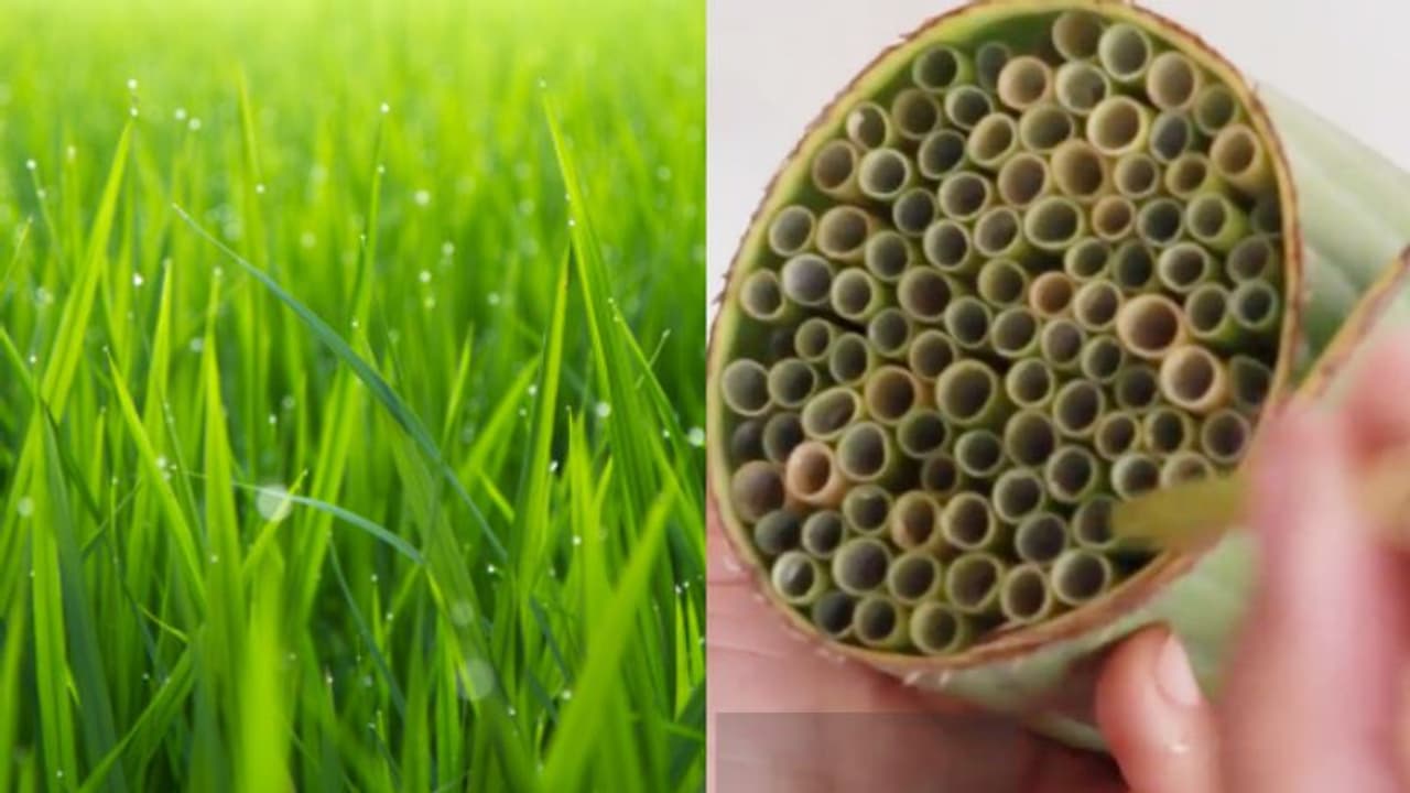 প্লাস্টিক নয়, ঘাস দিয়ে পরিবেশবান্ধব স্ট্র তৈরি করে তাক লাগিয়ে দিল যুবক প্লাস্টিক নয়, ঘাস দিয়ে পরিবেশবান্ধব স্ট্র তৈরি করে তাক লাগিয়ে দিল যুবক