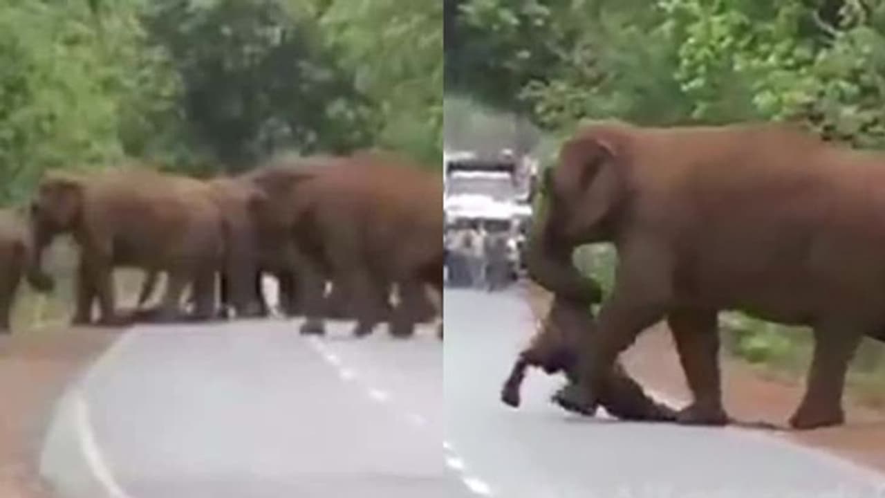 കുട്ടിയാനയുടെ ജഡവുമായി ആനക്കൂട്ടത്തിന്റെ വിലാപയാത്ര; കരളലിയിപ്പിക്കും ആ കാഴ്ച കുട്ടിയാനയുടെ ജഡവുമായി ആനക്കൂട്ടത്തിന്റെ വിലാപയാത്ര; കരളലിയിപ്പിക്കും ആ കാഴ്ച