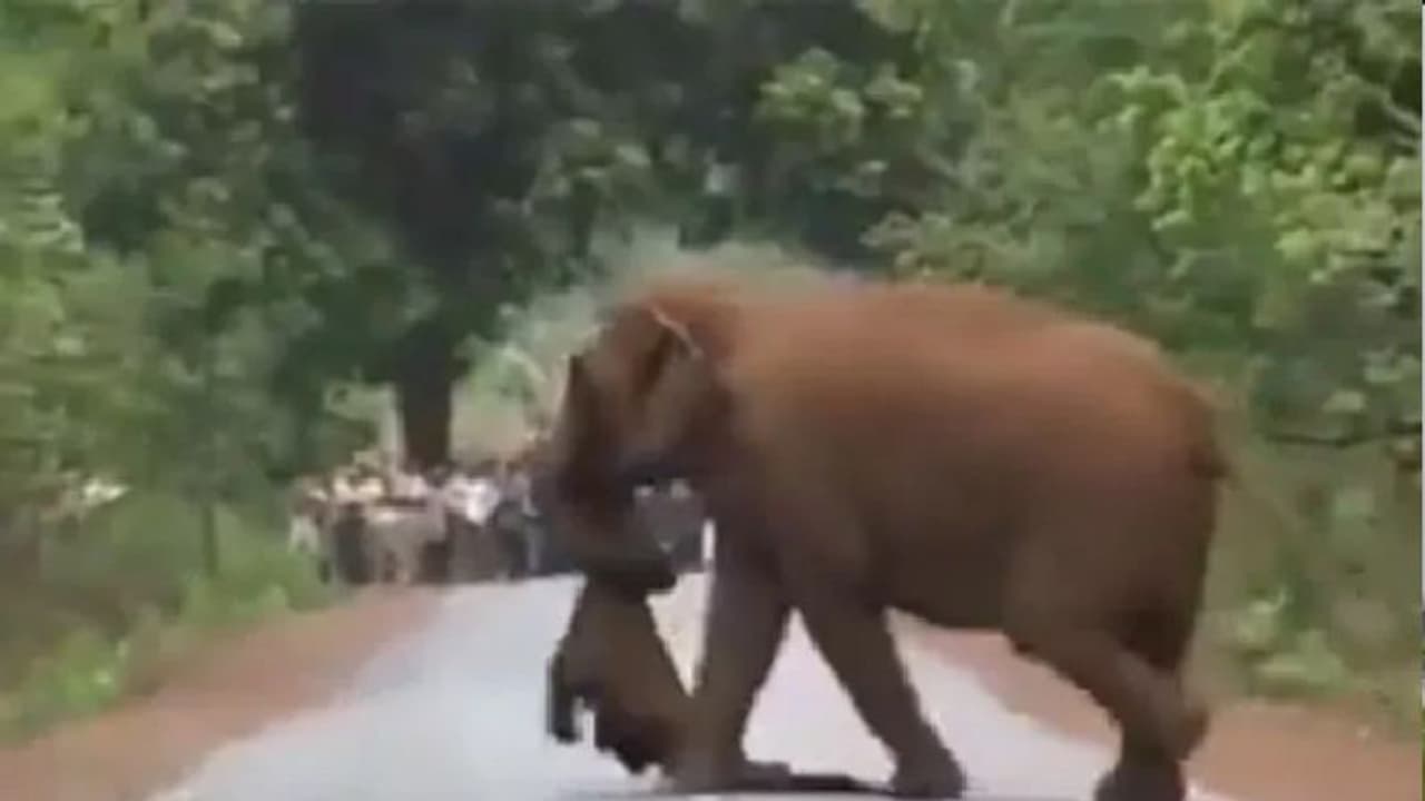 ಮರಿಯಾನೆ 'ಅಂತಿಮ ಯಾತ್ರೆ'ಗೆ ಆನೆ ಹಿಂಡು: ನೋಡುತ್ತ ನಿಂತ ಜನರ ದಂಡು!