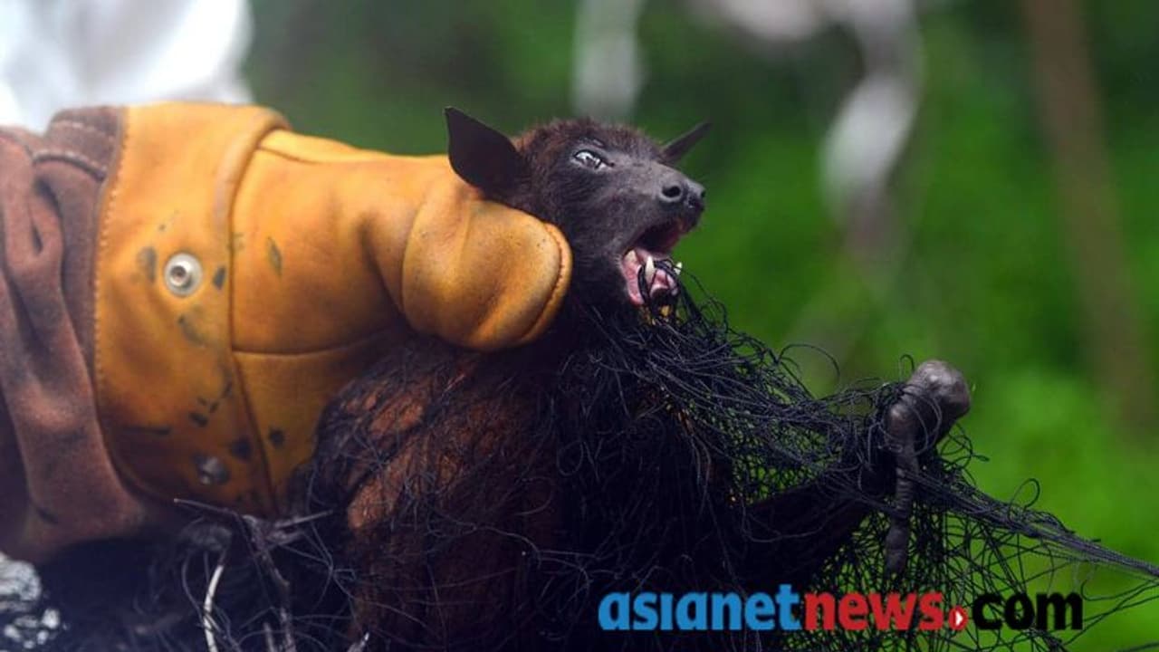 കേരളത്തില് രണ്ടിനം വവ്വാലുകളില് കൊറോണ വൈറസ് സാന്നിധ്യമെന്ന് പഠനം കേരളത്തില് രണ്ടിനം വവ്വാലുകളില് കൊറോണ വൈറസ് സാന്നിധ്യമെന്ന് പഠനം