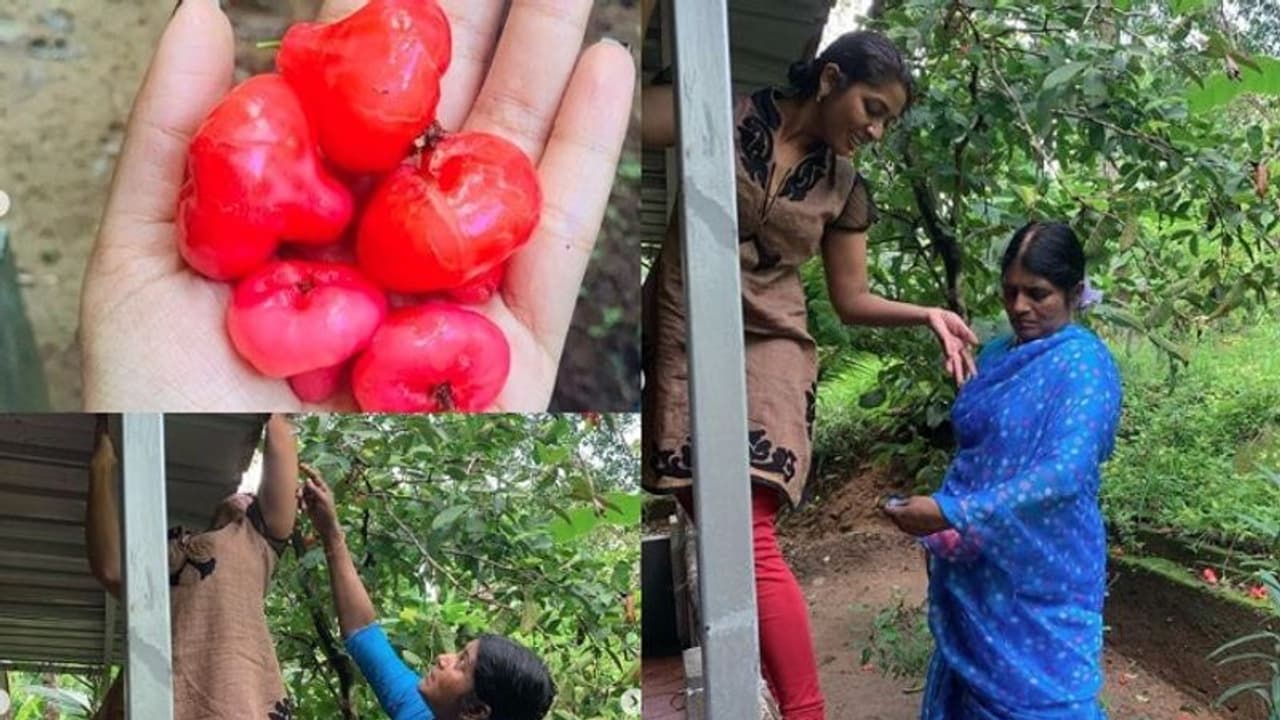 മതിലില് കയറി ചാമ്പയ്ക്ക പറിച്ച് നവ്യ, സാരിത്തുമ്പില് നിറച്ച് അമ്മ; വൈറലായി ചിത്രങ്ങള് മതിലില് കയറി ചാമ്പയ്ക്ക പറിച്ച് നവ്യ, സാരിത്തുമ്പില് നിറച്ച് അമ്മ; വൈറലായി ചിത്രങ്ങള്