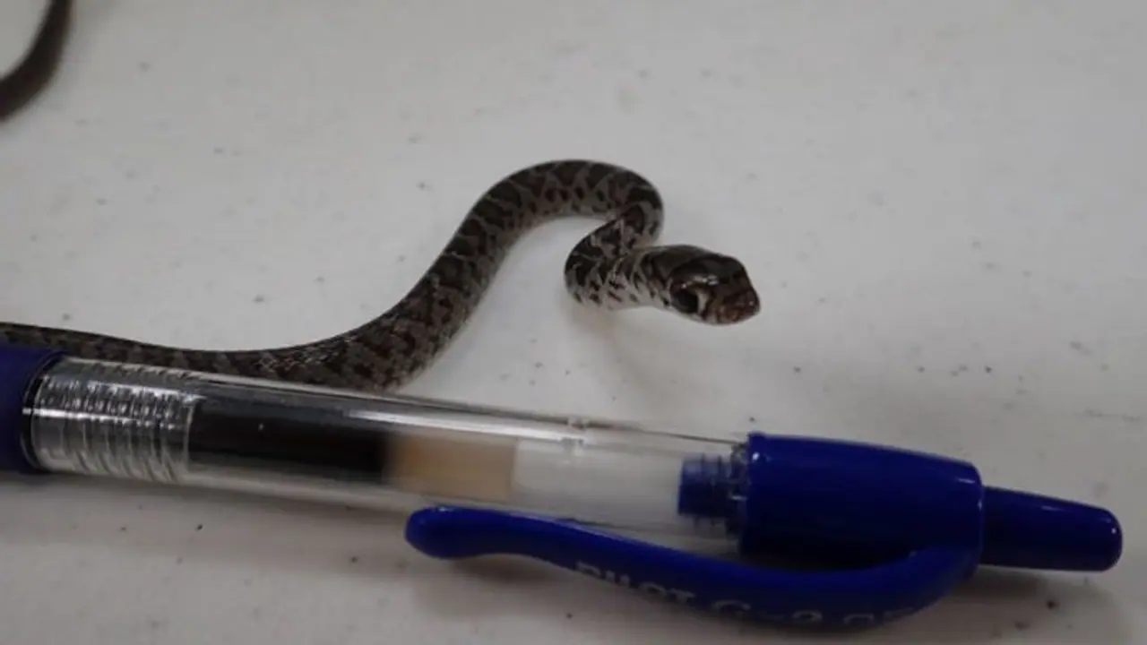 കാഴ്ചയ്ക്ക് ഒരു പേനയുടെ വലിപ്പം മാത്രം; കയ്യിലിരിപ്പോ... കാഴ്ചയ്ക്ക് ഒരു പേനയുടെ വലിപ്പം മാത്രം; കയ്യിലിരിപ്പോ...