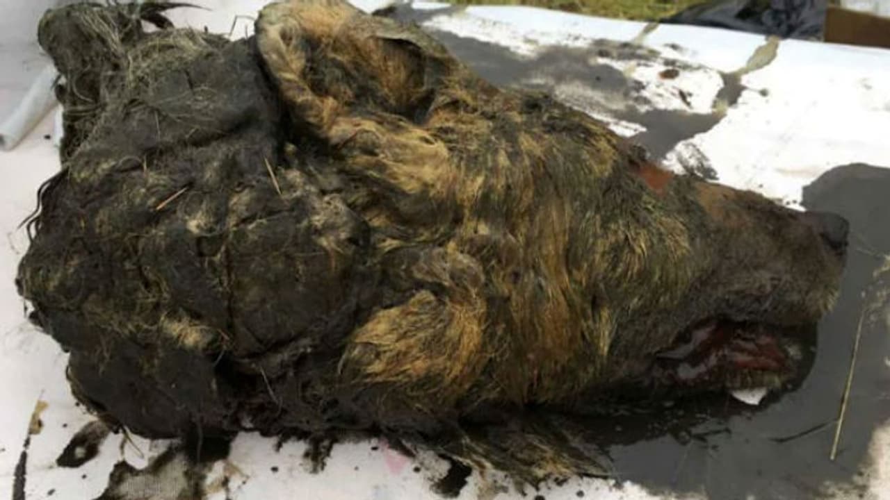 40 ಸಾವಿರ ವರ್ಷಗಳ ಹಿಂದೆ ಸತ್ತ ಹಿಮಯುಗದ ತೋಳದ ತಲೆ ಪತ್ತೆ! 40 ಸಾವಿರ ವರ್ಷಗಳ ಹಿಂದೆ ಸತ್ತ ಹಿಮಯುಗದ ತೋಳದ ತಲೆ ಪತ್ತೆ!