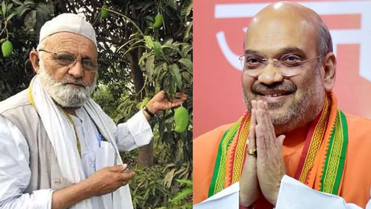 അമിത് ഷായോടുള്ള ആരാധനമൂത്ത് കർഷകൻ; 'ഷാ' മാമ്പഴങ്ങൾ ഉടൻ വിപണിയിൽ അമിത് ഷായോടുള്ള ആരാധനമൂത്ത് കർഷകൻ; 'ഷാ' മാമ്പഴങ്ങൾ ഉടൻ വിപണിയിൽ