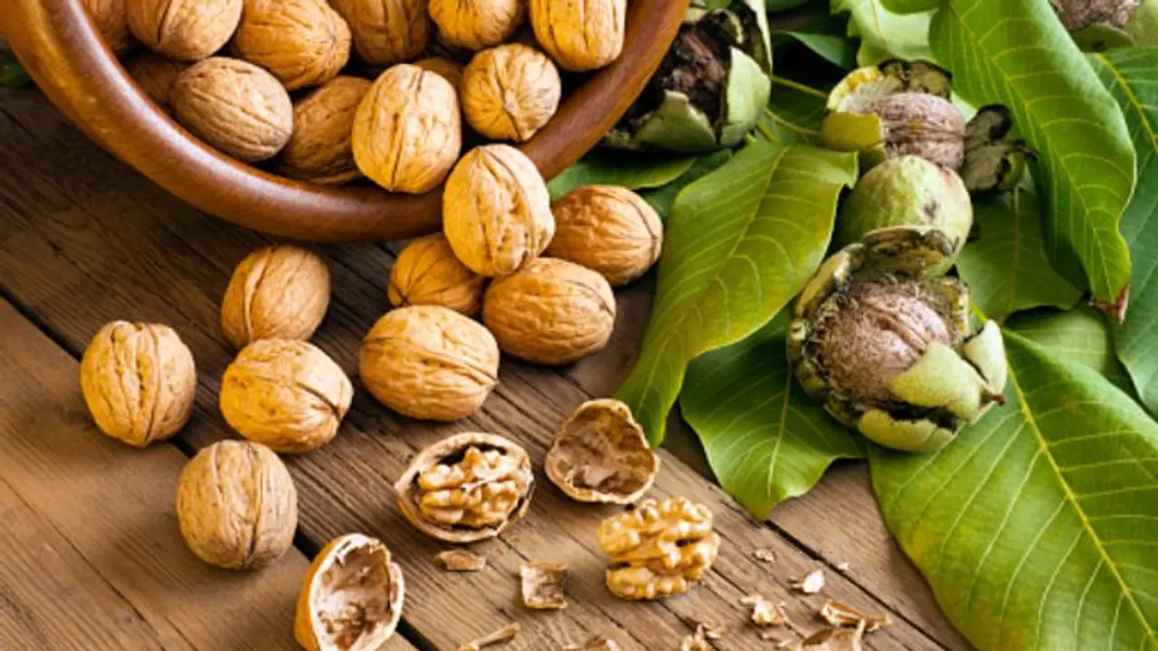 প্রতিদিন খান আখরোট, আর দূরে রাখুন শরীরের হাজারও সমস্যা প্রতিদিন খান আখরোট, আর দূরে রাখুন শরীরের হাজারও সমস্যা