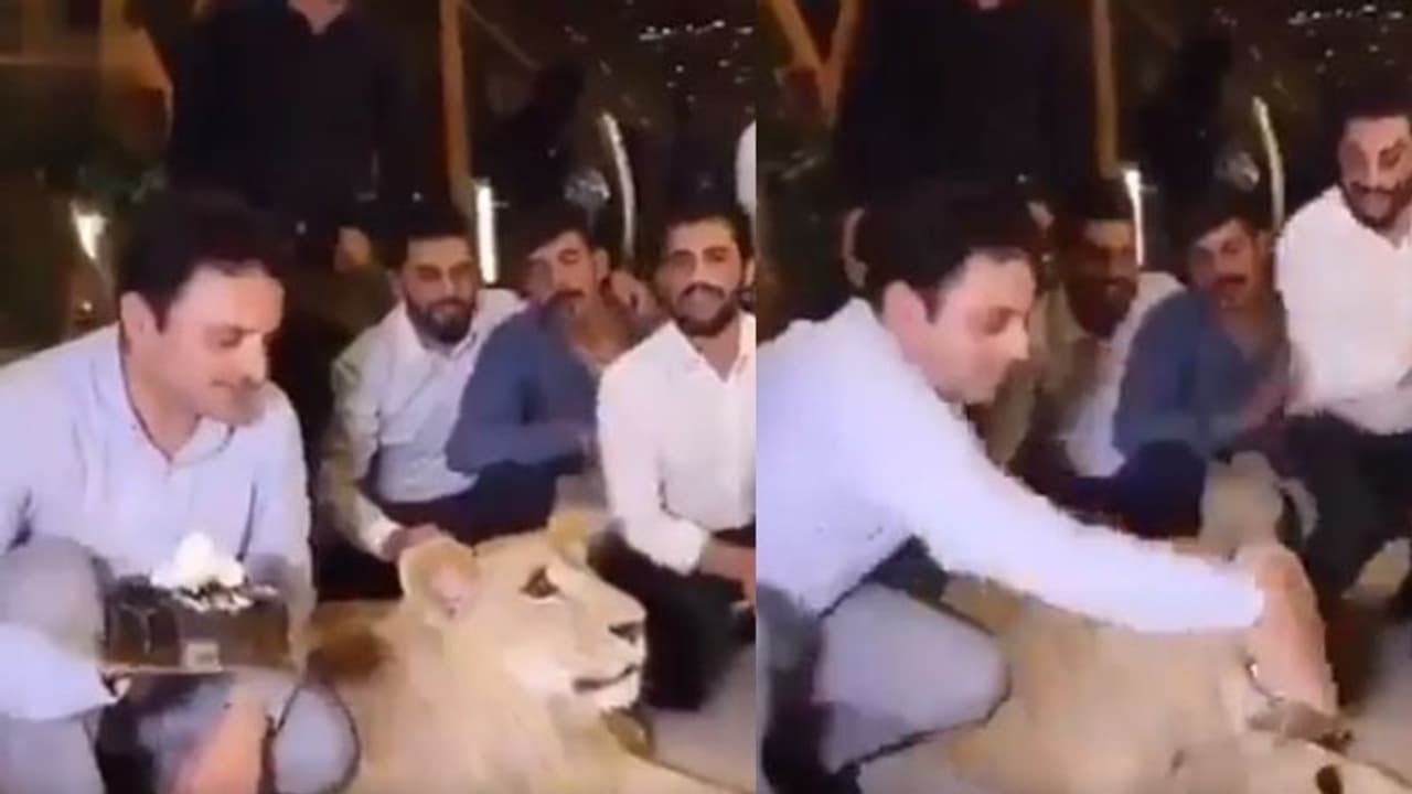 മിണ്ടാപ്രാണിയോട് ഇങ്ങനെ കാണിക്കാമോ?; വളർത്തുസിംഹത്തിന്റെ മുഖത്ത് കേക്ക് എറിഞ്ഞ ഉടമയ്ക്കെതിരെ സോഷ്യൽമീഡിയ വീഡിയോ മിണ്ടാപ്രാണിയോട് ഇങ്ങനെ കാണിക്കാമോ?; വളർത്തുസിംഹത്തിന്റെ മുഖത്ത് കേക്ക് എറിഞ്ഞ ഉടമയ്ക്കെതിരെ സോഷ്യൽമീഡിയ വീഡിയോ