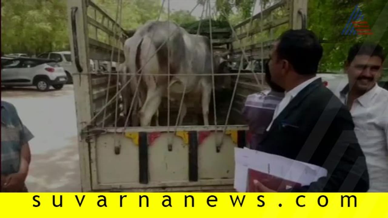 ಕೋರ್ಟ್ಗೆ ಹಾಜರಾದ ಹಸು, ಜಡ್ಜ್ ಕೊಟ್ರು ತೀರ್ಪು: ಕಾರಣವೇನು? ಕೋರ್ಟ್ಗೆ ಹಾಜರಾದ ಹಸು, ಜಡ್ಜ್ ಕೊಟ್ರು ತೀರ್ಪು: ಕಾರಣವೇನು?