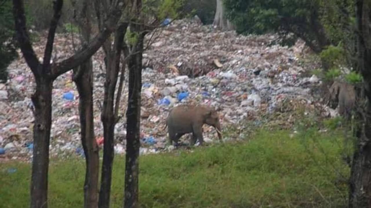ಹೃದಯ ಕಲಕುವ ಆನೆಯ ಚಿತ್ರ ಹಂಚಿಕೊಂಡ ಅರಣ್ಯಾಧಿಕಾರಿ ಹೃದಯ ಕಲಕುವ ಆನೆಯ ಚಿತ್ರ ಹಂಚಿಕೊಂಡ ಅರಣ್ಯಾಧಿಕಾರಿ