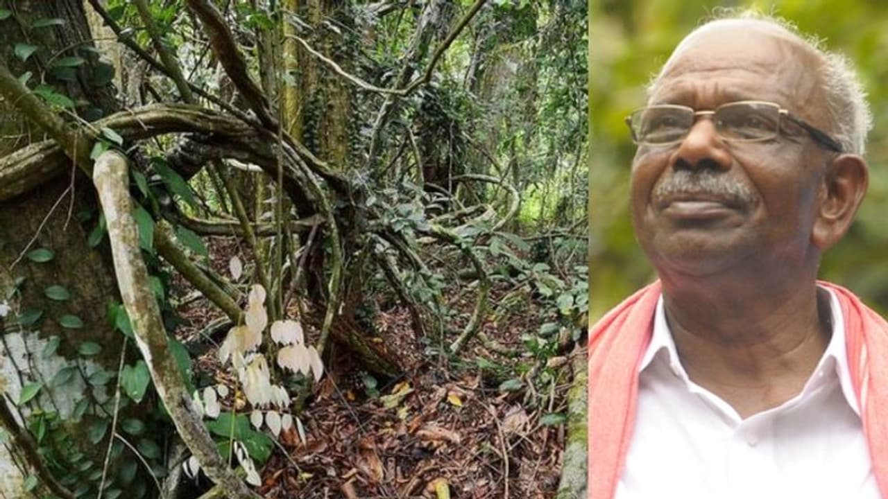 കൊച്ചിയിലെ ശാന്തിവനം സാങ്കേതികമായി വനമല്ലെന്ന് മന്ത്രി എംഎം മണി