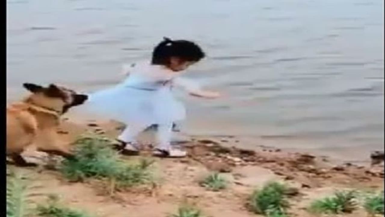 ನೀರಿಗೆ ಬೀಳಲಿದ್ದ ಮಗು ಕಾಪಾಡಿದ ಶ್ವಾನ, ವಿಡಿಯೋ ವೈರಲ್ ನೀರಿಗೆ ಬೀಳಲಿದ್ದ ಮಗು ಕಾಪಾಡಿದ ಶ್ವಾನ, ವಿಡಿಯೋ ವೈರಲ್