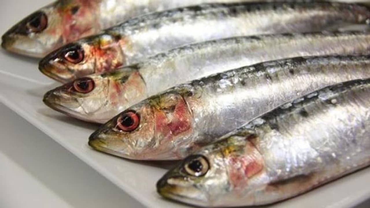 മത്തിയുടെ കുറവ്; ചെറുകിട മത്സ്യത്തൊഴിലാളികൾക്ക് കനത്ത നഷ്ടം