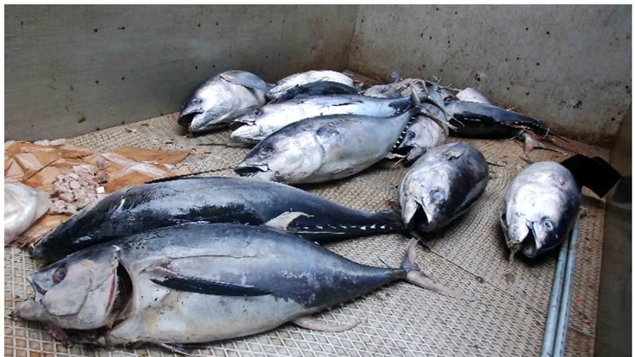 ഓപ്പറേഷന്‍ സാഗര്‍ റാണിയില്‍ ഇന്നും ചാകര; 7557 കിലോ മത്സ്യം പിടികൂടി നശിപ്പിച്ചു