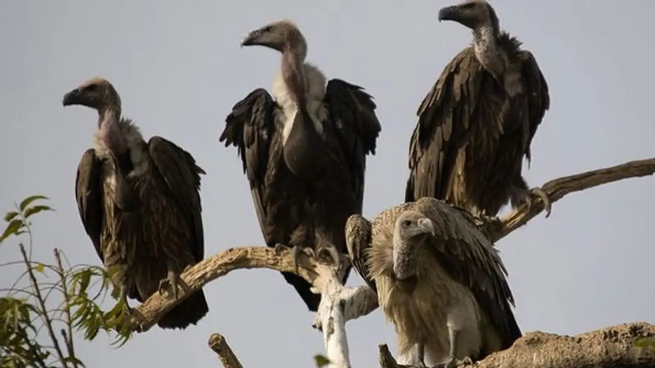 ರಾಮನಗರದಲ್ಲಿ ರಣಹದ್ದು ಸಂತಾನೋತ್ಪತ್ತಿ ಕೇಂದ್ರ! ರಾಮನಗರದಲ್ಲಿ ರಣಹದ್ದು ಸಂತಾನೋತ್ಪತ್ತಿ ಕೇಂದ್ರ!