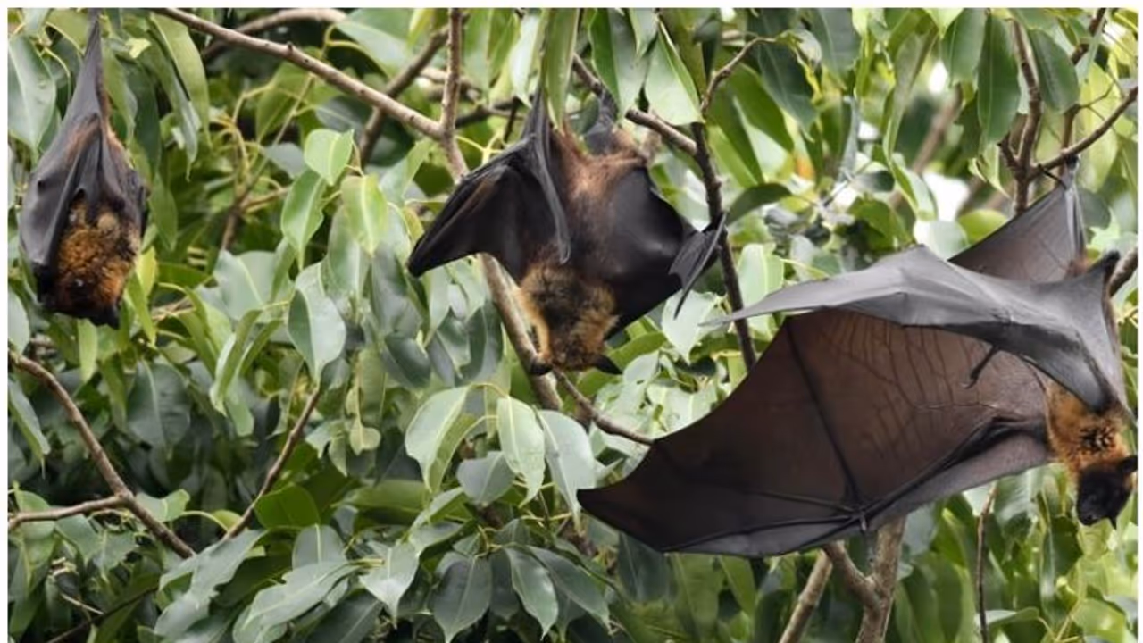 '2018 ല് 19%, 2019 ല് 33%'; വവ്വാലിലെ നിപ സാന്നിധ്യം ആശങ്കപ്പെടുത്തുന്നതെന്ന് ശാസ്ത്രഞ്ജന്റെ കുറിപ്പ് '2018 ല് 19%, 2019 ല് 33%'; വവ്വാലിലെ നിപ സാന്നിധ്യം ആശങ്കപ്പെടുത്തുന്നതെന്ന് ശാസ്ത്രഞ്ജന്റെ കുറിപ്പ്