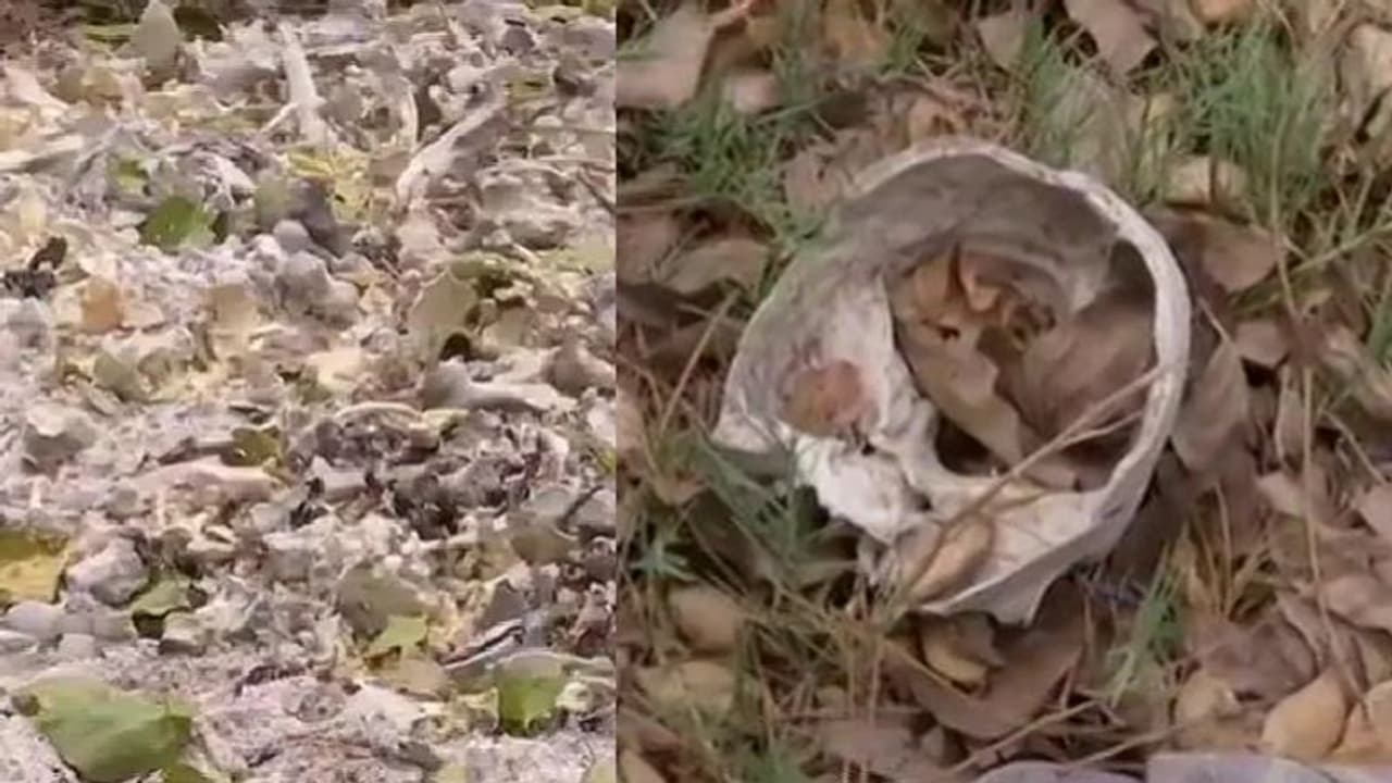 108 ಮಕ್ಕಳು ಮೃತಪಟ್ಟ ಆಸ್ಪತ್ರೆ ಆವರಣದಲ್ಲಿ ರಾಶಿ ರಾಶಿ ಮಾನವ ಮೂಳೆಗಳು ಪತ್ತೆ! 108 ಮಕ್ಕಳು ಮೃತಪಟ್ಟ ಆಸ್ಪತ್ರೆ ಆವರಣದಲ್ಲಿ ರಾಶಿ ರಾಶಿ ಮಾನವ ಮೂಳೆಗಳು ಪತ್ತೆ!