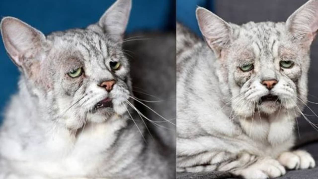 എപ്പോഴും മുഖത്ത് ദു:ഖഭാവം ; വ്യത്യസ്ത രോഗവുമായി ഒരു പൂച്ച