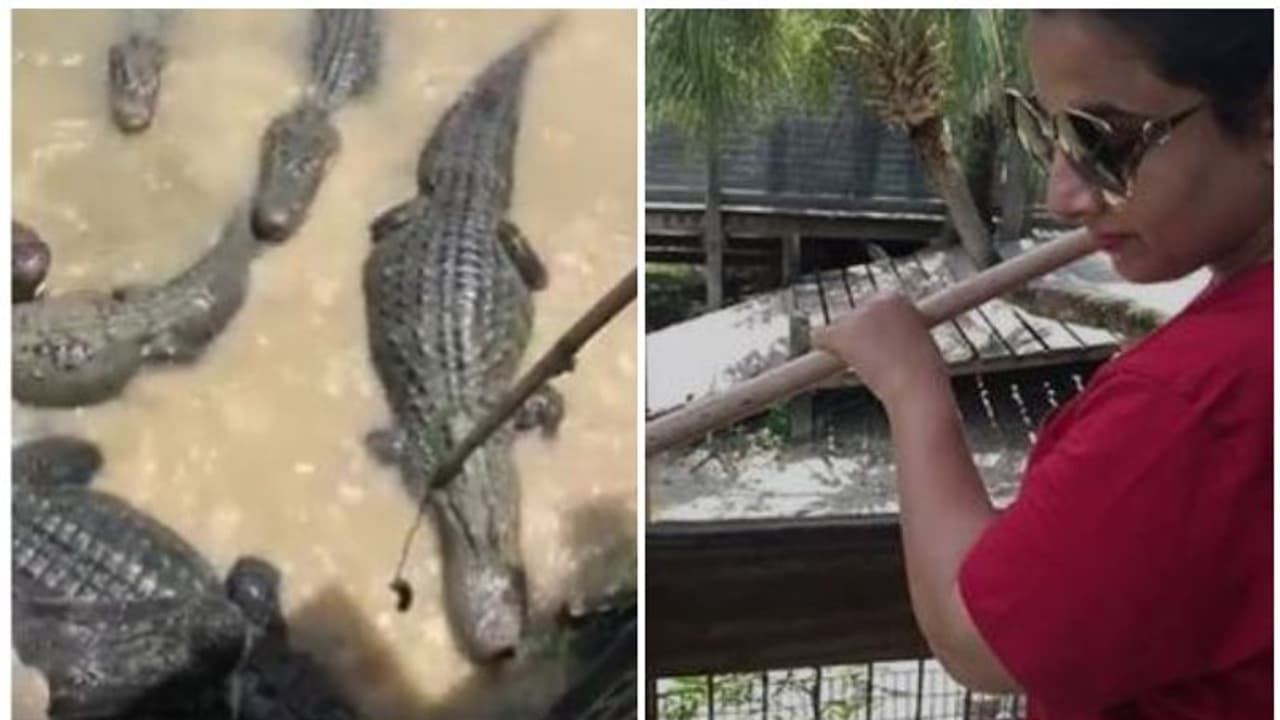 മുതലകള്ക്ക് ഭക്ഷണം കൊടുത്ത് വിദ്യാ ബാലൻ, വൈറലായി വീഡിയോ മുതലകള്ക്ക് ഭക്ഷണം കൊടുത്ത് വിദ്യാ ബാലൻ, വൈറലായി വീഡിയോ