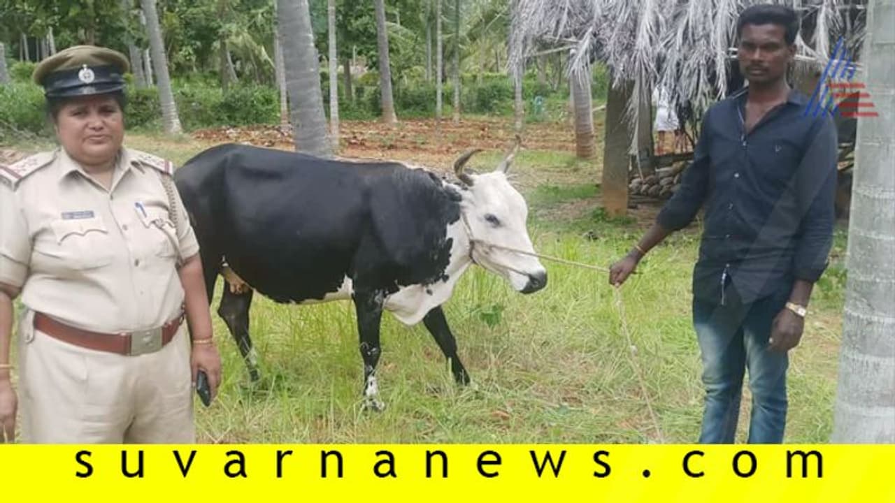 ಕದಿಯಲು ಹೋಗಿ ಹಸುವಿನಿಂದಲೇ ವ್ಯಕ್ತಿ ಸಾವು? ಕದಿಯಲು ಹೋಗಿ ಹಸುವಿನಿಂದಲೇ ವ್ಯಕ್ತಿ ಸಾವು?