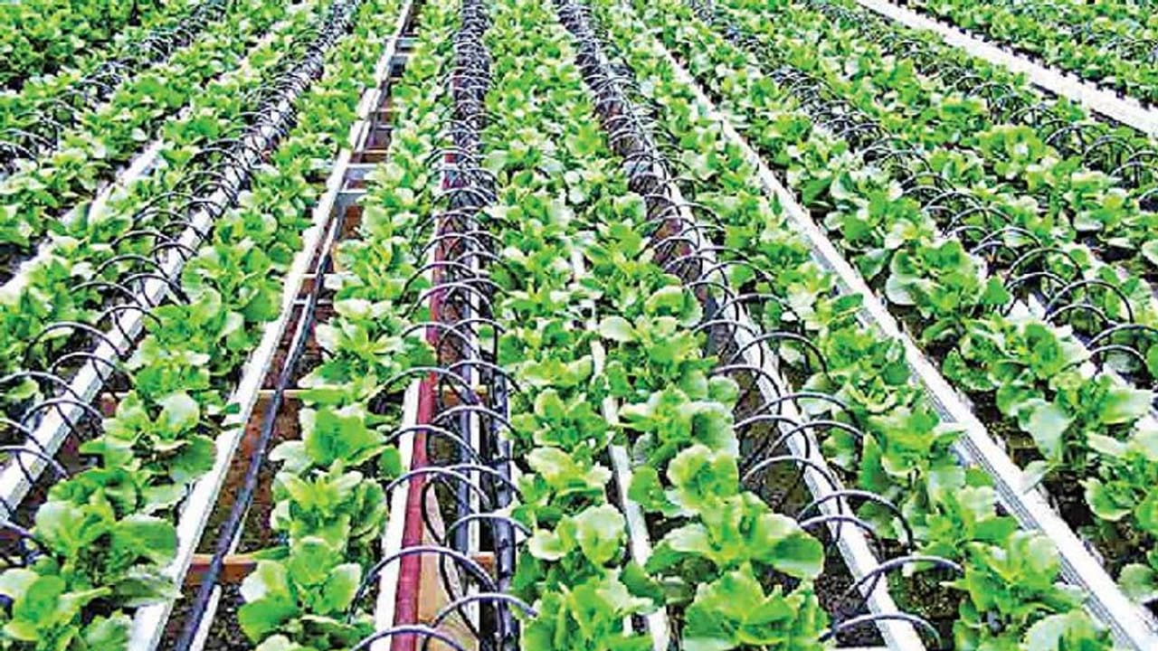 ಎಚ್‌ಡಿಕೆ ಕನಸಿನ ಯೋಜನೆ ಇಸ್ರೇಲ್‌ ಕೃಷಿ ಜಾರಿಗೆ ಸರ್ಕಾರ ಹೈಸ್ಪೀಡ್‌!