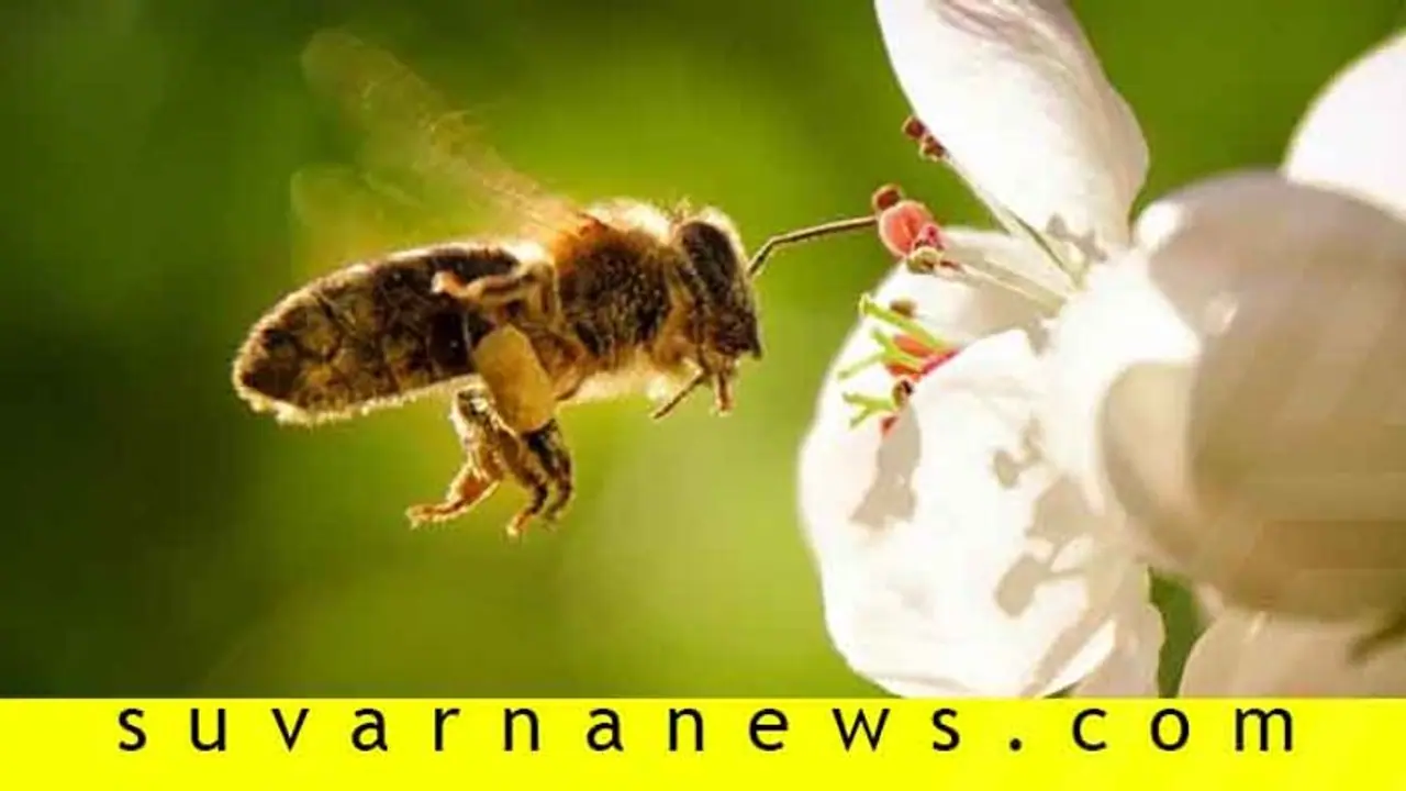 ಮನೆ ಜೇನುಗೂಡಾಗಲಿ, ಮನೆಯಲ್ಲೇ ಜೇನುಗೂಡು ಬೇಡ!