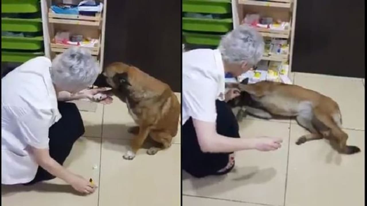 ಕೋಟ್ಯಂತರ ಜನರ ಮನಗೆದ್ದ ಮುಗ್ಧ ಶ್ವಾನದ ವಿಡಿಯೋ