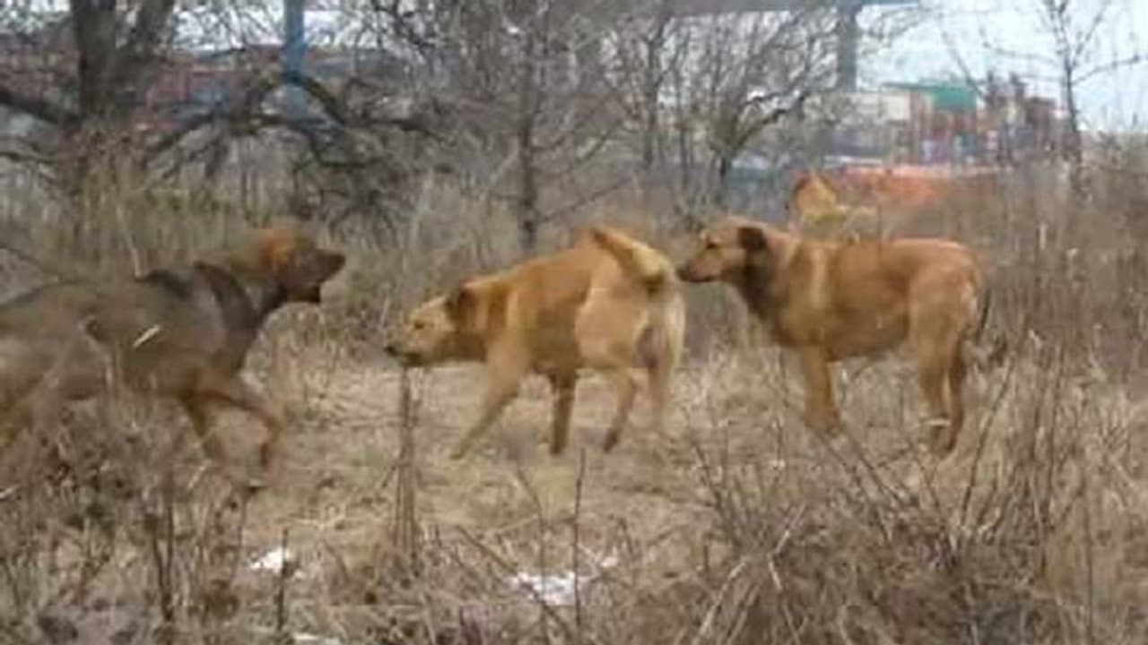 ಚಾಕೋಲೆಟ್ ಖರೀದಿಸಲು ಹೋದ ಬಾಲಕ ನಾಯಿಗಳ ಅಟ್ಟಹಾಸಕ್ಕೆ ಬಲಿ! ಚಾಕೋಲೆಟ್ ಖರೀದಿಸಲು ಹೋದ ಬಾಲಕ ನಾಯಿಗಳ ಅಟ್ಟಹಾಸಕ್ಕೆ ಬಲಿ!