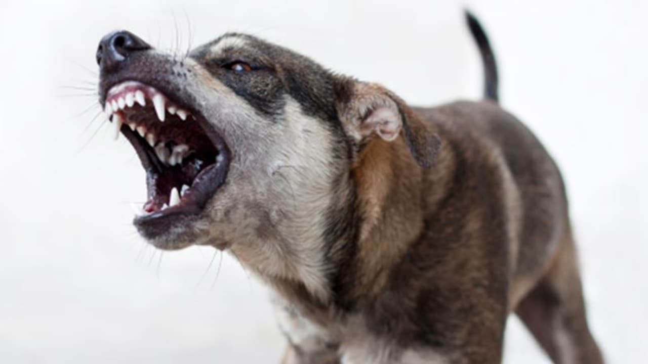 വീടിന് പുറത്ത് കളിച്ചുകൊണ്ടിരുന്ന 2 വയസുകാരനെ കടിച്ച് കുടഞ്ഞ് തെരുവുനായ വീടിന് പുറത്ത് കളിച്ചുകൊണ്ടിരുന്ന 2 വയസുകാരനെ കടിച്ച് കുടഞ്ഞ് തെരുവുനായ